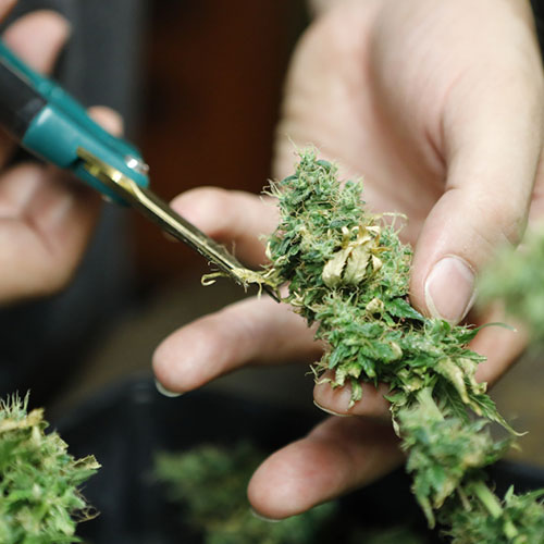 Prevenir Botrytis en Marihuana